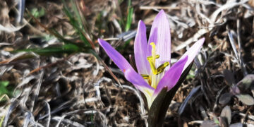 Які квіти не можна продавати і купувати – дикоростучі ранньоквітучі рослини у Запоріжжі | Новости Запорожья