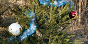 Ялинка з Черкащини, яку посадили на Донеччині, почала проростати