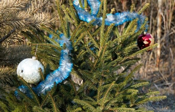 Ялинка з Черкащини, яку посадили на Донеччині, почала проростати