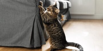 Кігтеточка для кота: навіщо вона коту – ПОЛТАВА СЬОГОДНІ