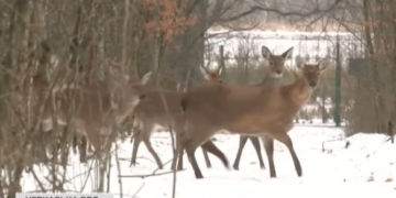 На Черкащині лісівники вирощують більше півсотні диких плямистих оленів (ВІДЕО)