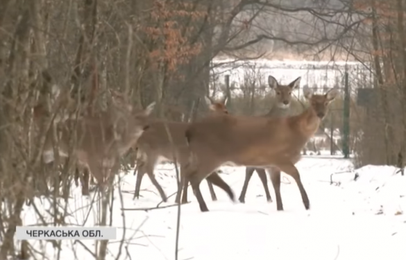 На Черкащині лісівники вирощують більше півсотні диких плямистих оленів (ВІДЕО)