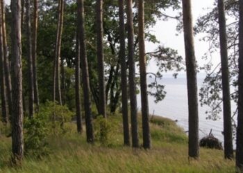 На Черкащині підприємство, яке здійснило незаконну порубку у нацпарку, сплатить понад 1,6 мільйона