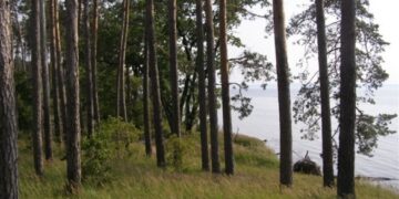 На Черкащині підприємство, яке здійснило незаконну порубку у нацпарку, сплатить понад 1,6 мільйона