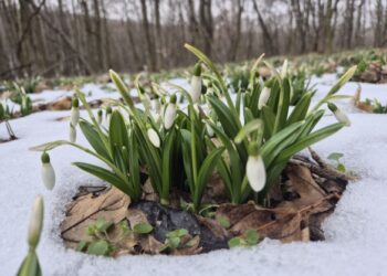 На Черкащині у нацпарку охочих запрошують помилуватися первоцвітами (ФОТО)