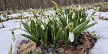 На Черкащині у нацпарку охочих запрошують помилуватися первоцвітами (ФОТО)