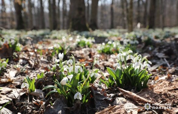 На Черкащині у нацпарку розпочали охороняти первоцвіти