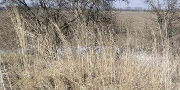 На Черкащині виявили ще один курган із рідкісними рослинами 