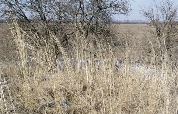 На Черкащині виявили ще один курган із рідкісними рослинами