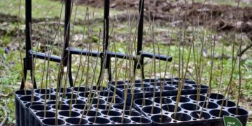 На понад 535 гектарах в області висадять лісові культури — Новини Черкащіни