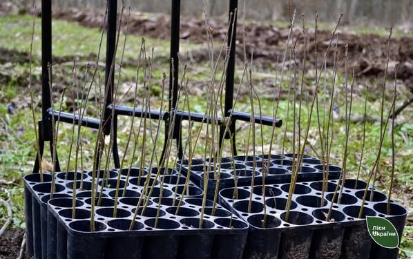 На понад 535 гектарах в області висадять лісові культури — Новини Черкащіни