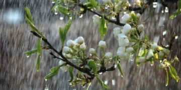 Найтепліший за 100 років березень на Черкащині закінчиться опадами: який прогноз синоптиків