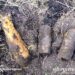 Неподалік Судилкова виявили три авіаційні бомби АО-10 —Хмельнитчина