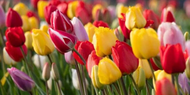 Нетішинка хотіла тюльпани за 9 тисяч гривень, отримала неоціненний досвід —Хмельнитчина