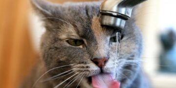 Орієнтовно до 20 години припинили подачу води в деякі будинки Миколаєва 15.03.2025 » Миколаївський Оглядач