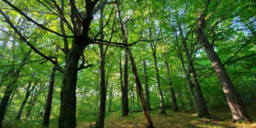 Площею понад 2,6 га. Державі повернули земельну ділянку лісу на Коломийщині