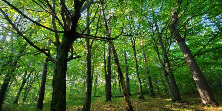 Площею понад 2,6 га. Державі повернули земельну ділянку лісу на Коломийщині