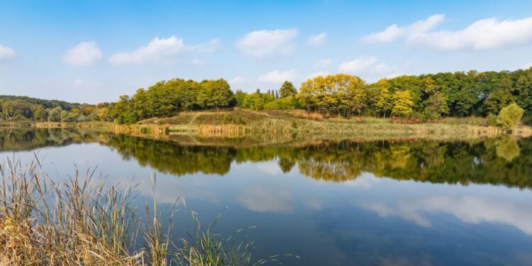 Ставки на Рибцях здаватимуть в оренду під зони відпочинку