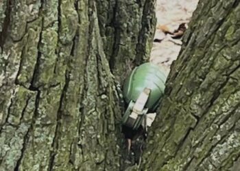 У Києві жінка знайшла гранату в дереві