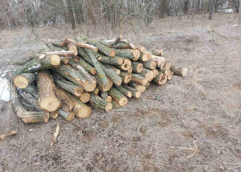 У Запорізькому районі затримали чорного лісоруба – чоловік пиляв дерева біля села Софіївка | Новости Запорожья