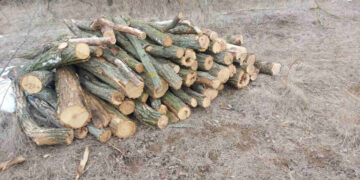 У Запорізькому районі затримали чорного лісоруба – чоловік пиляв дерева біля села Софіївка | Новости Запорожья