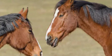 Вчинив аварію гужовим транспортом: на Івано-Франківщині суд заарештував у чоловіка віз та двох коней