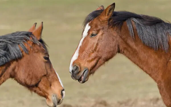 Вчинив аварію гужовим транспортом: на Івано-Франківщині суд заарештував у чоловіка віз та двох коней