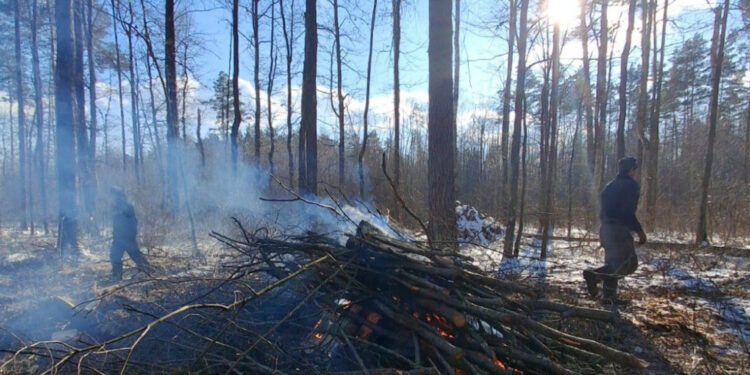 За випалювання порубки в лісі на Житомирщині екологи оштрафували трьох громадян | Журнал Житомира
