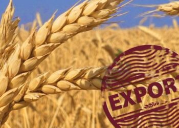 Аналітики збільшили прогноз експорту пшениці для України – ЭКОНОМИКА