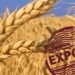 Аналітики збільшили прогноз експорту пшениці для України – ЭКОНОМИКА