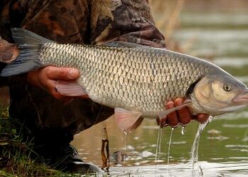 В Україні з 1 квітня на водоймах стартувала нерестова заборона на вилов риби – ЭКОНОМИКА