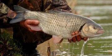 В Україні з 1 квітня на водоймах стартувала нерестова заборона на вилов риби – ЭКОНОМИКА