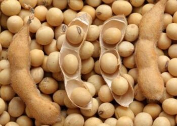 Озвучено оновлені ціни на соєві боби в Україні – ЭКОНОМИКА