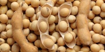 Озвучено оновлені ціни на соєві боби в Україні – ЭКОНОМИКА