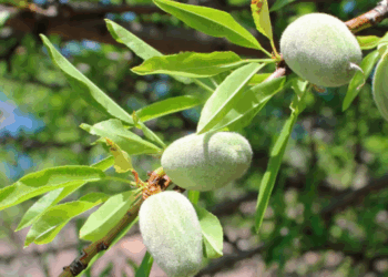 На Одещині подружжя вирощує мигдаль – ЭКОНОМИКА