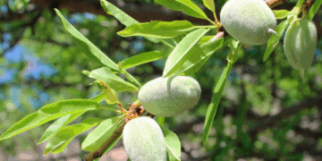 На Одещині подружжя вирощує мигдаль – ЭКОНОМИКА