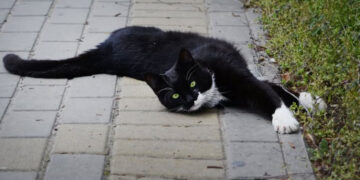 Яка погода буде у Запоріжжі наприкінці робочого тижня – прогноз на 17, 18 квітня. | Новости Запорожья