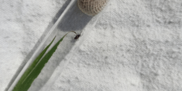 Ку-гарячка на Полтавщині: деталі хвороби, яку переносять кліщі