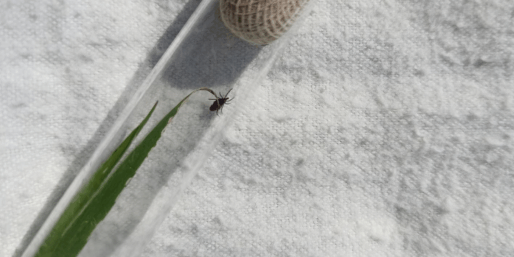 Ку-гарячка на Полтавщині: деталі хвороби, яку переносять кліщі