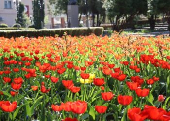 Монастирище у квітах: тюльпани перетворили клумбу на червоний килим (ФОТО)