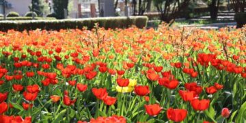 Монастирище у квітах: тюльпани перетворили клумбу на червоний килим (ФОТО)