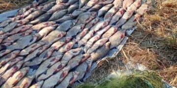 На Черкащині двоє чоловіків сітками наловили риби на понад мільйон гривень