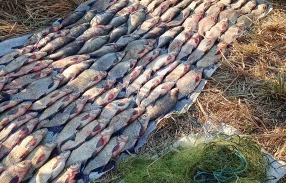 На Черкащині двоє чоловіків сітками наловили риби на понад мільйон гривень