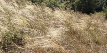 На Черкащині створять ботанічну пам’ятку природи