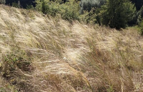 На Черкащині створять ботанічну пам’ятку природи