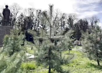 На Уманщині висадили три десятки саджанців кримської сосни