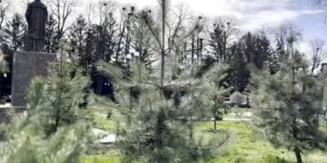 На Уманщині висадили три десятки саджанців кримської сосни