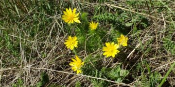 На Золотоніщині жінка знайшла квітучі червонокнижні рослини