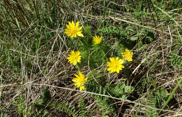 На Золотоніщині жінка знайшла квітучі червонокнижні рослини