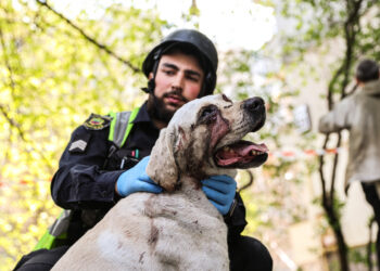 Під час бомбардування Запоріжжя пес Космос втратив господарку і частково зір | Новости Запорожья